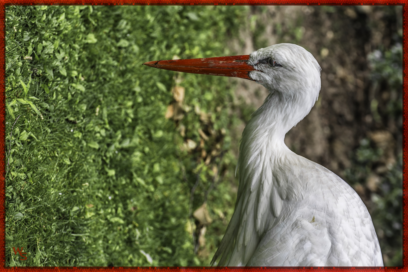 der Klapperstorch