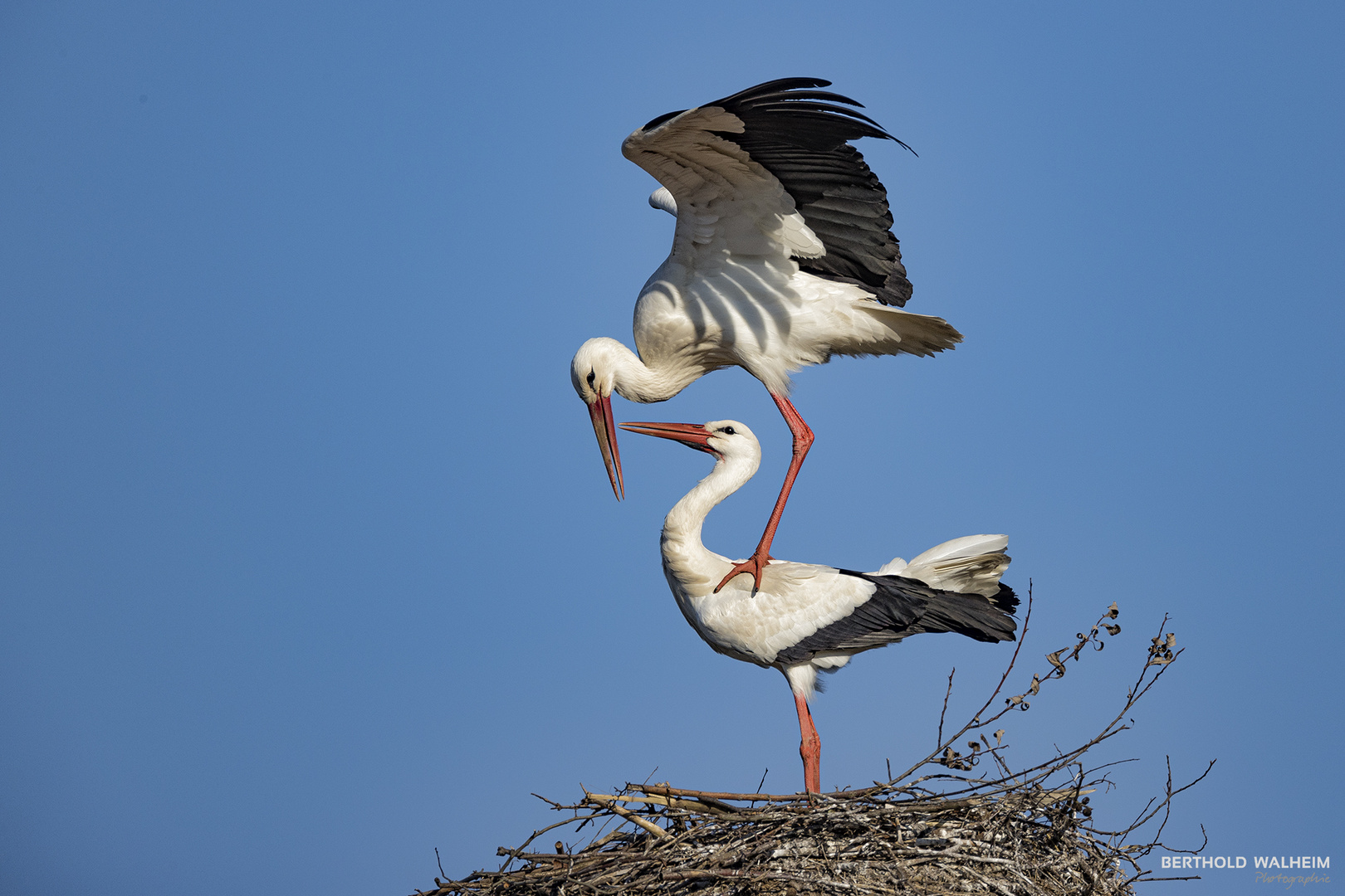 Der Klapperstorch bringt nicht nur Kinder....