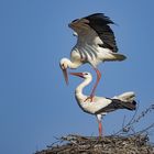 Der Klapperstorch bringt nicht nur Kinder....