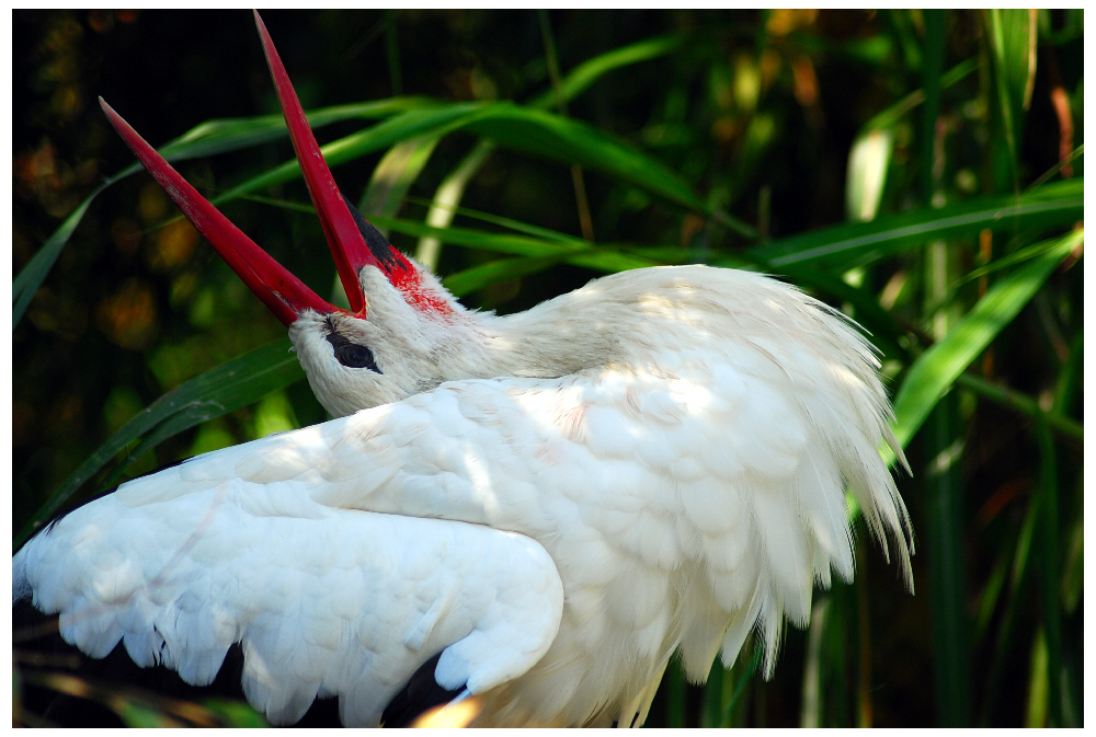 Der "Klapper"storch