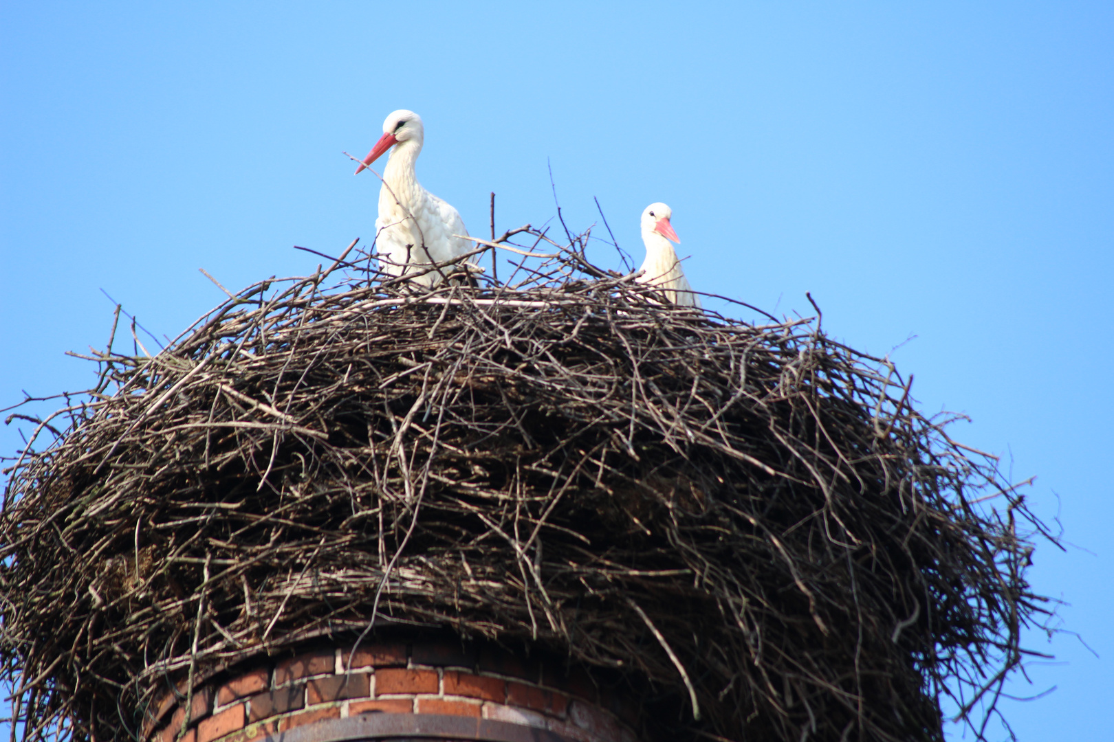 Der Klapperstorch