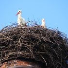 Der Klapperstorch