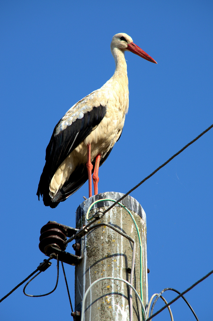 Der Klapperstorch