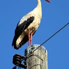 Der Klapperstorch