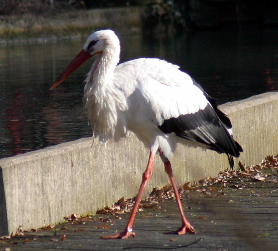 Der Klapperstorch :-)