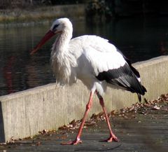 Der Klapperstorch :-)