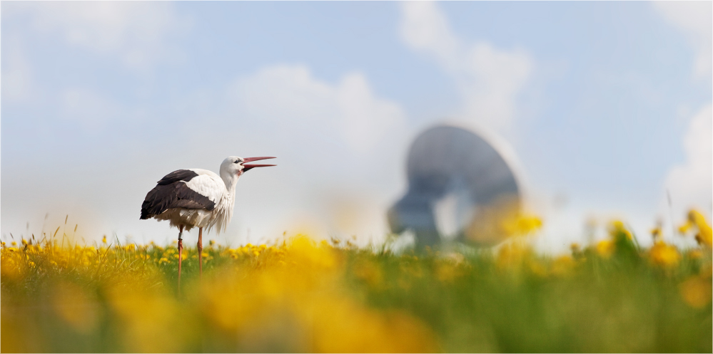 Der Klapperstorch