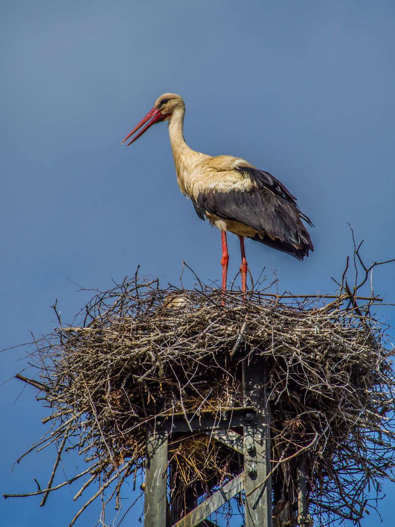 Der Klapperstorch - hat es vorgezogen hier zu überwintern.