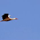 Der Klapperstorch im Anflug