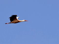 Der Klapperstorch im Anflug