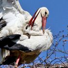 Der Klapperstorch ist da 