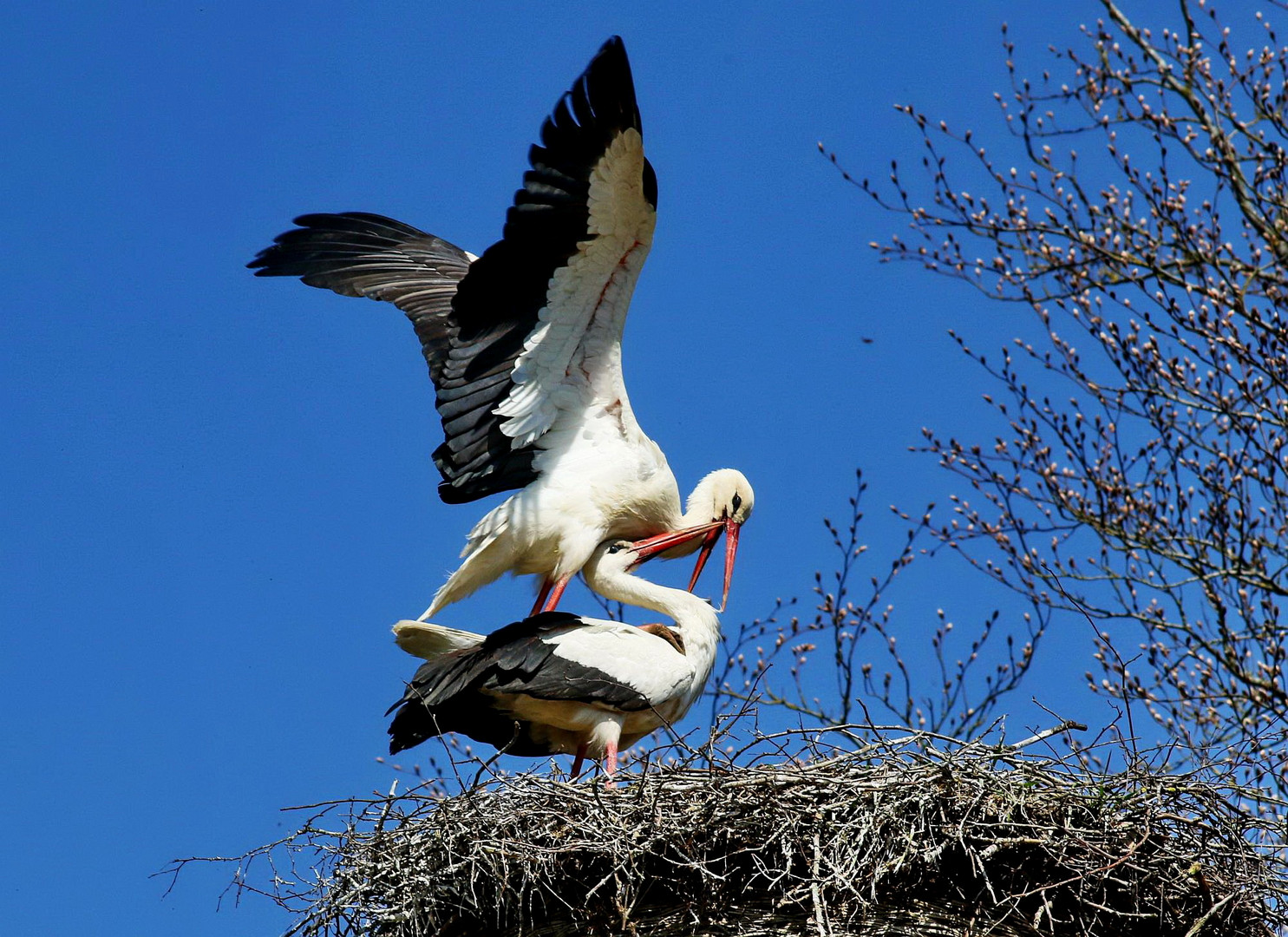 Der Klapperstorch ist da