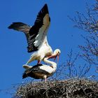 Der Klapperstorch ist da