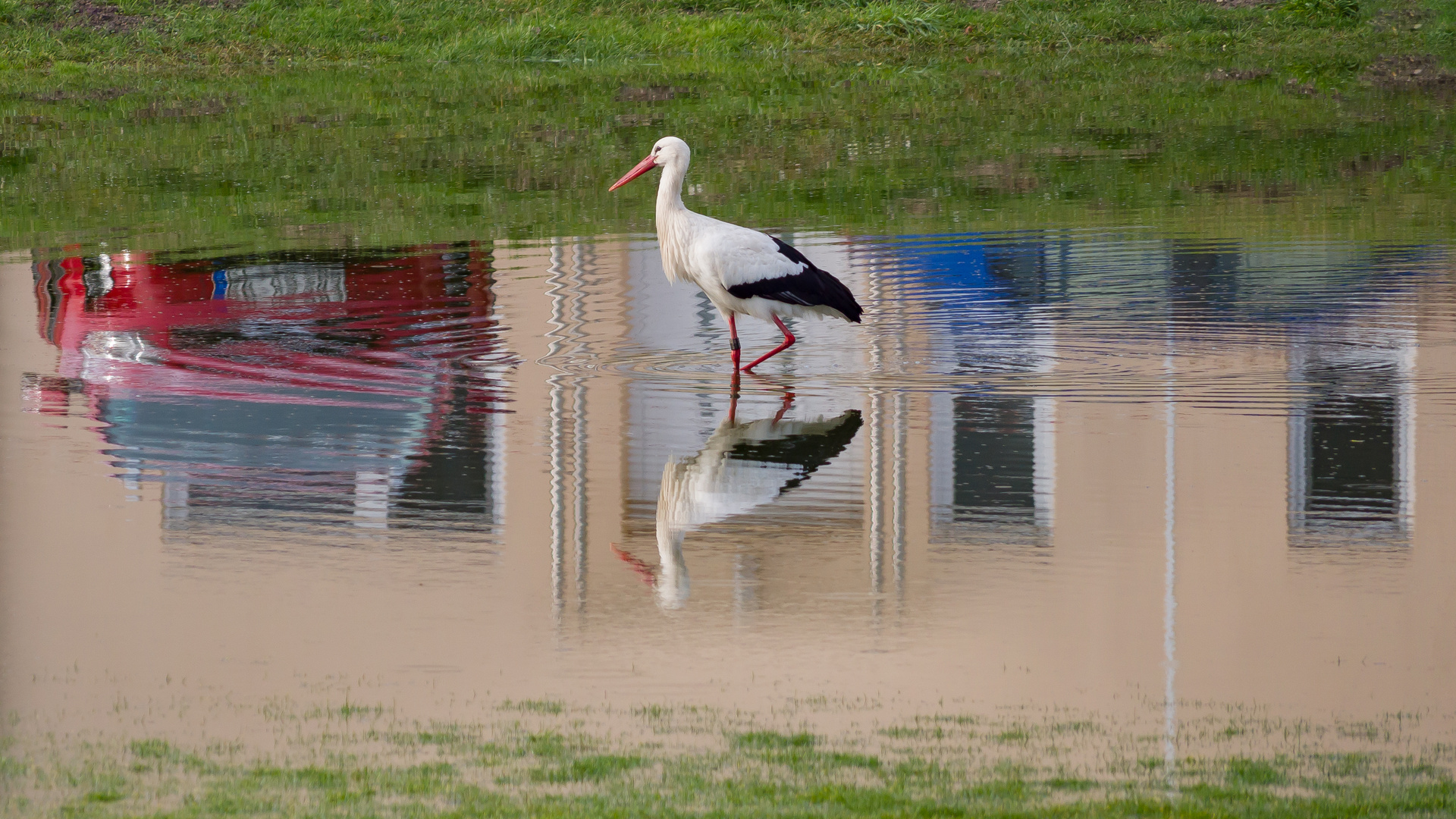 Der Klapperstorch macht Druck....