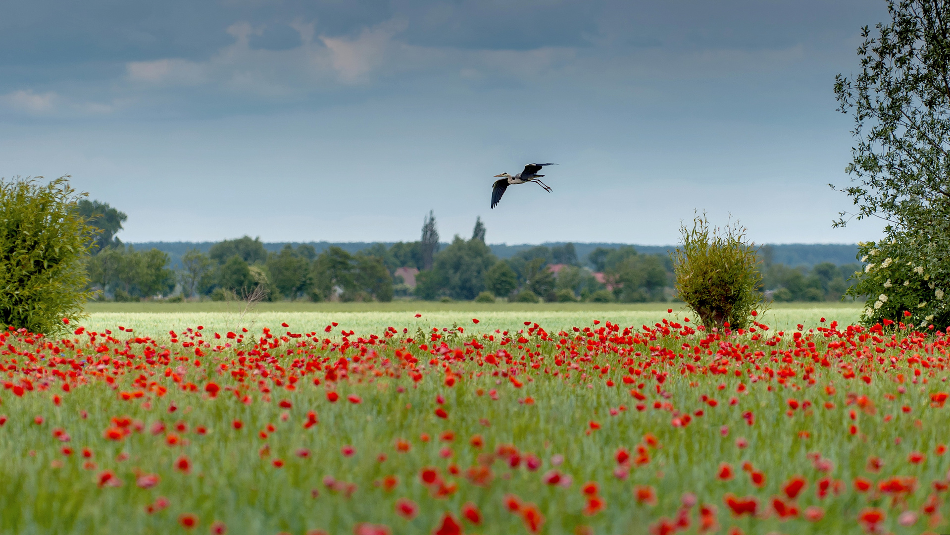 Der Klapperstorch und das Mohnfeld