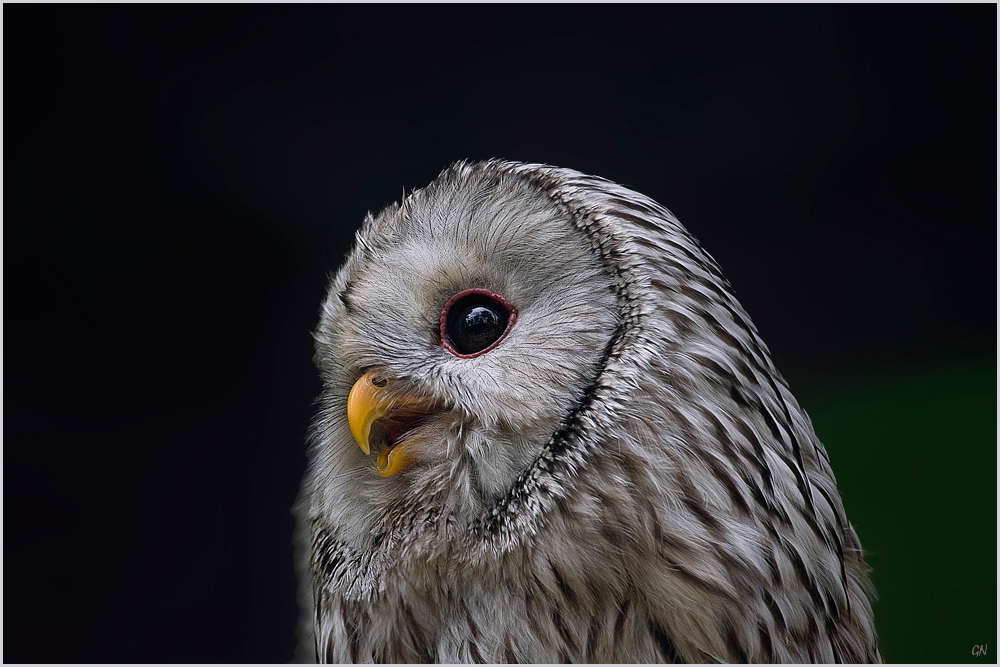 Der klare Blick - Le regard clair