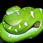 Der Klassiker - Die grüne Schlange