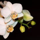 der Klassiker - die Orchidee