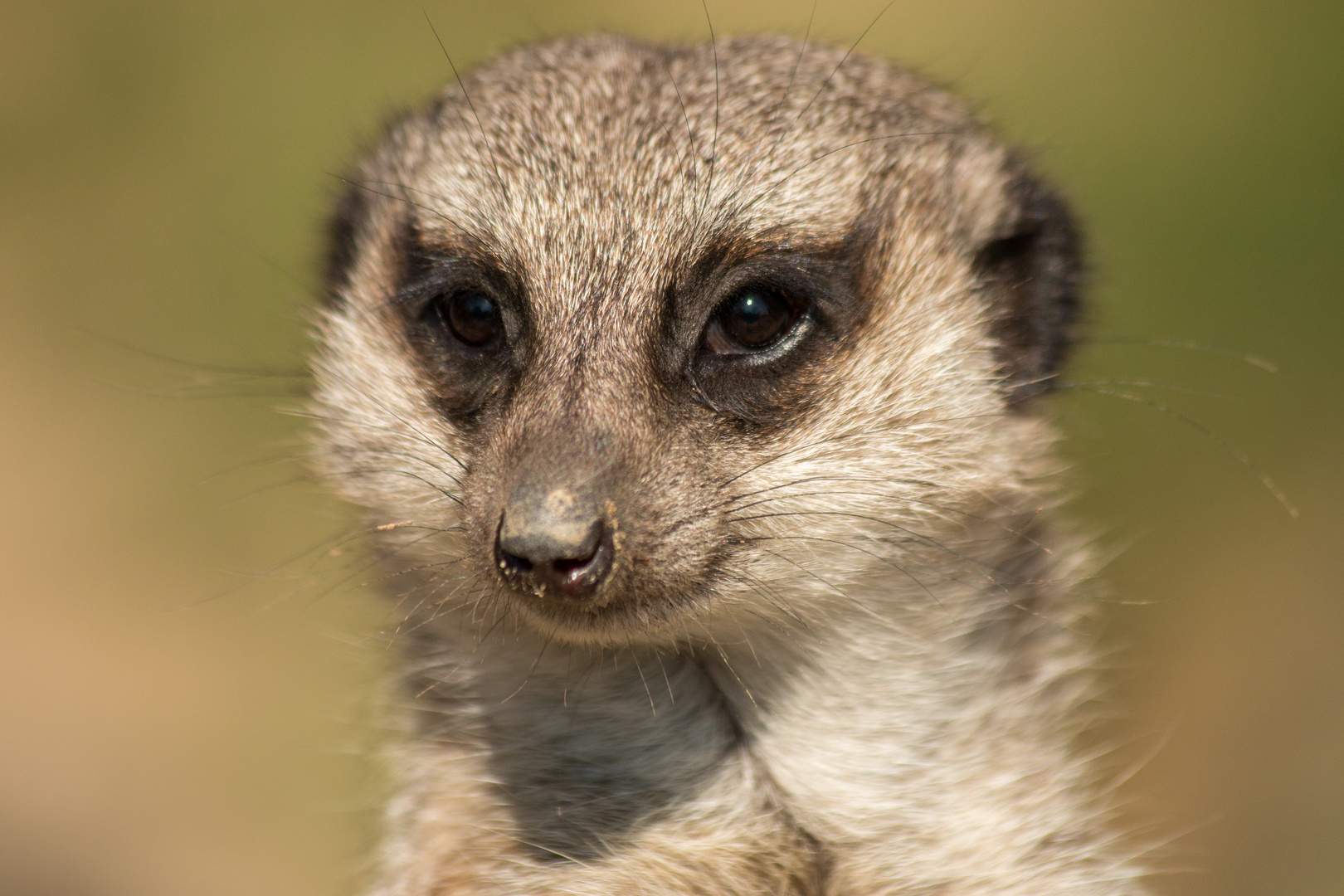 Der Klassiker "Portrait im Zoo"