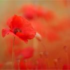 der Klatsch-Mohn...