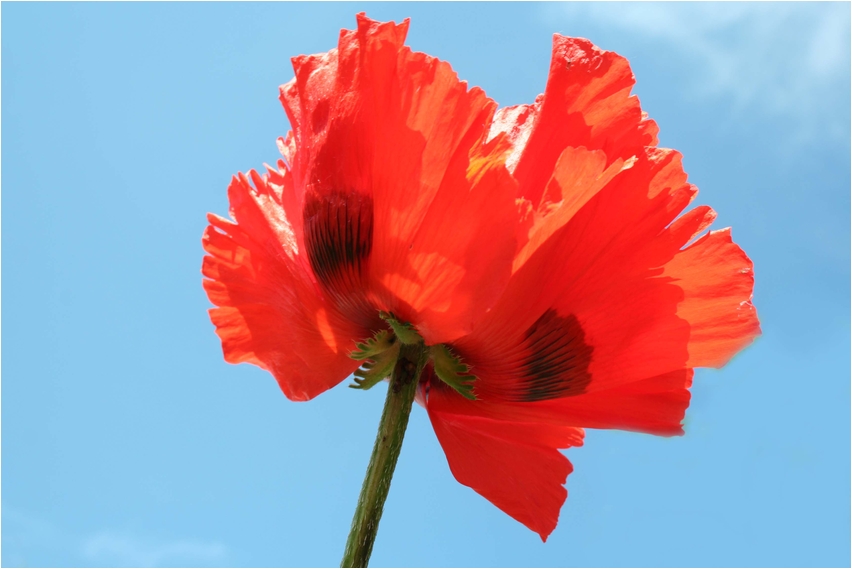 Der Klatsch-Mohn