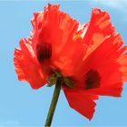 Der Klatsch-Mohn