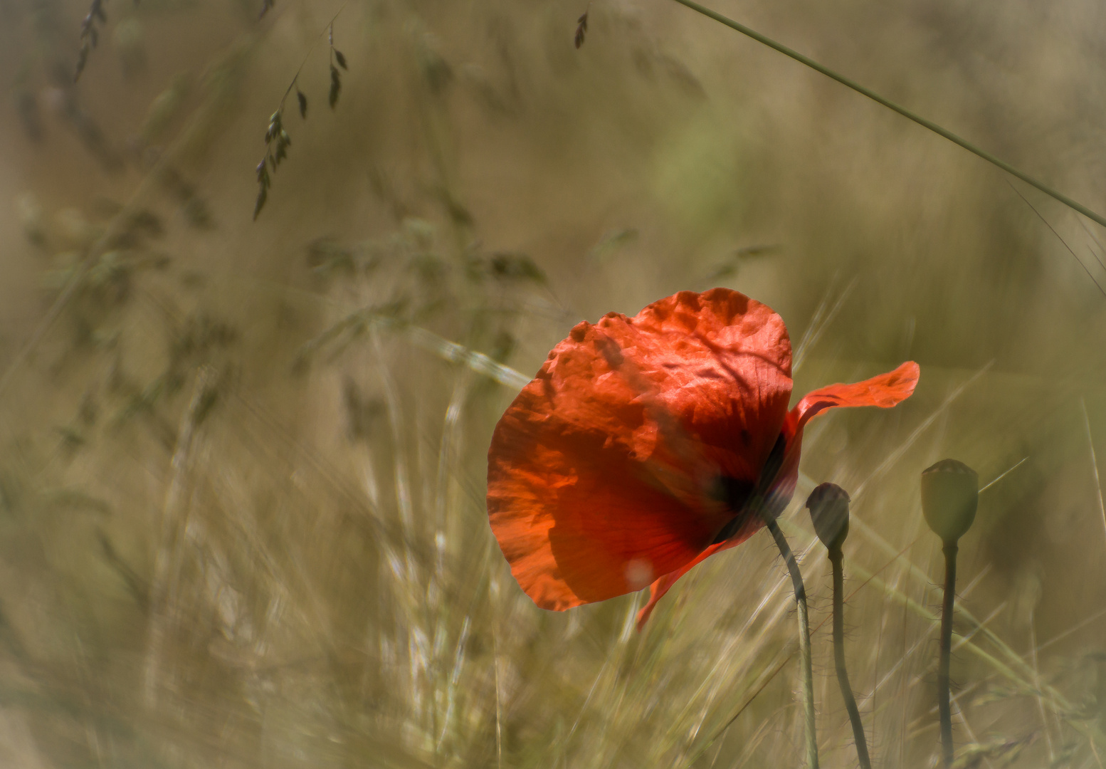 Der Klatschmohn