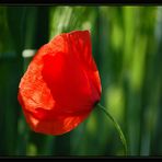 Der Klatschmohn...