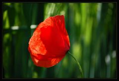 Der Klatschmohn...