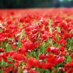 Der Klatschmohn....