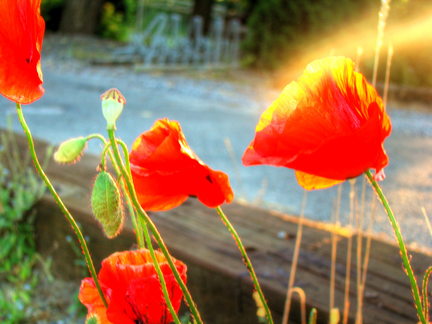 der Klatschmohn