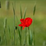 Der Klatschmohn...