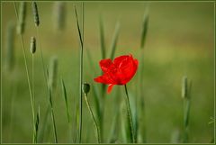 Der Klatschmohn...