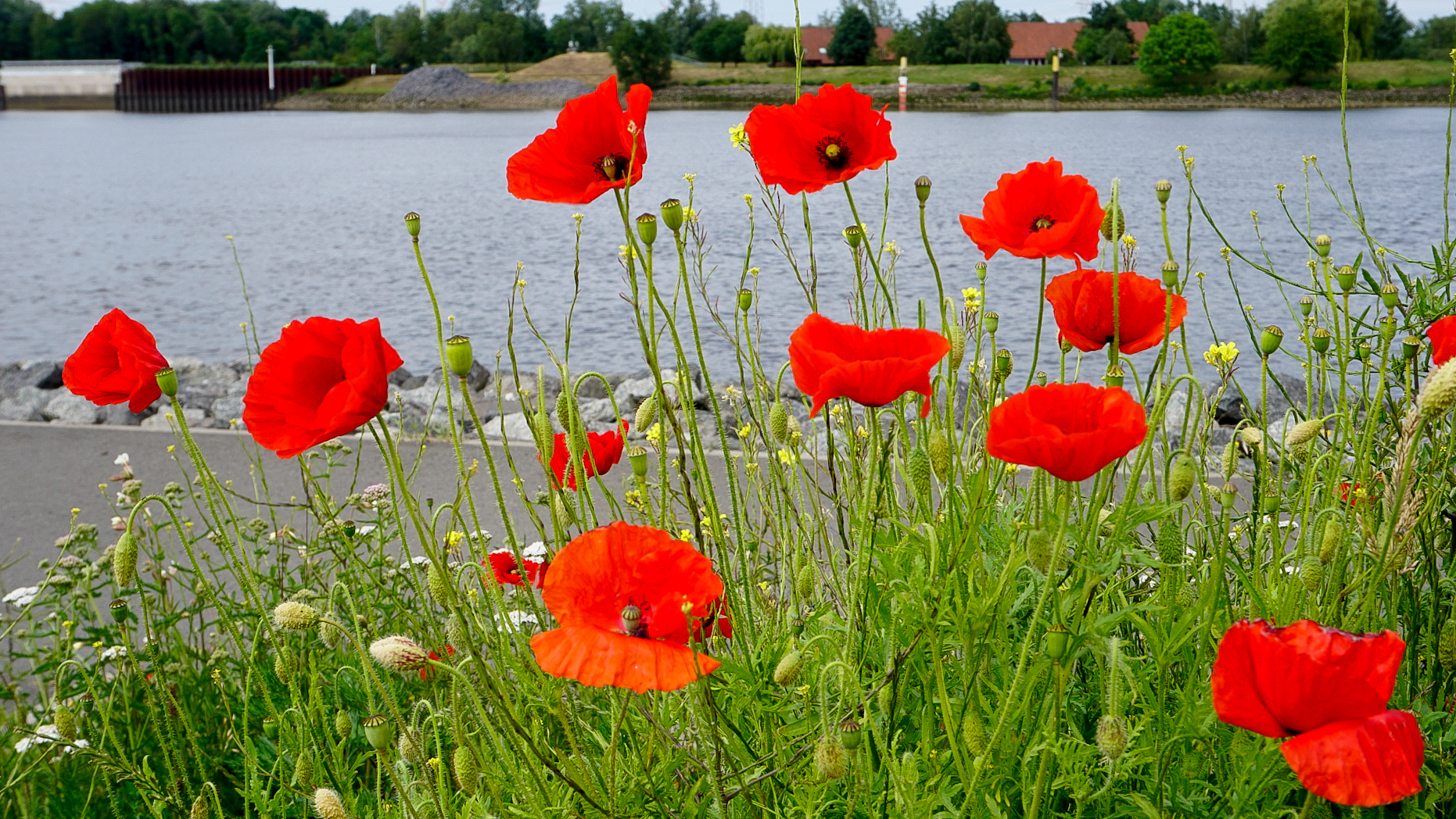 Der Klatschmohn