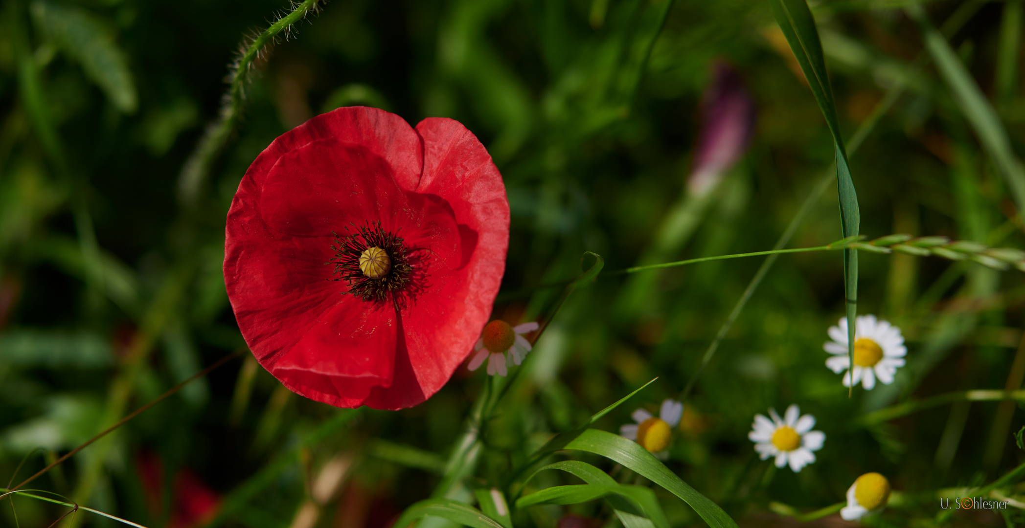 Der Klatschmohn