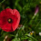 Der Klatschmohn