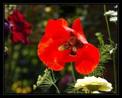 Der Klatschmohn.