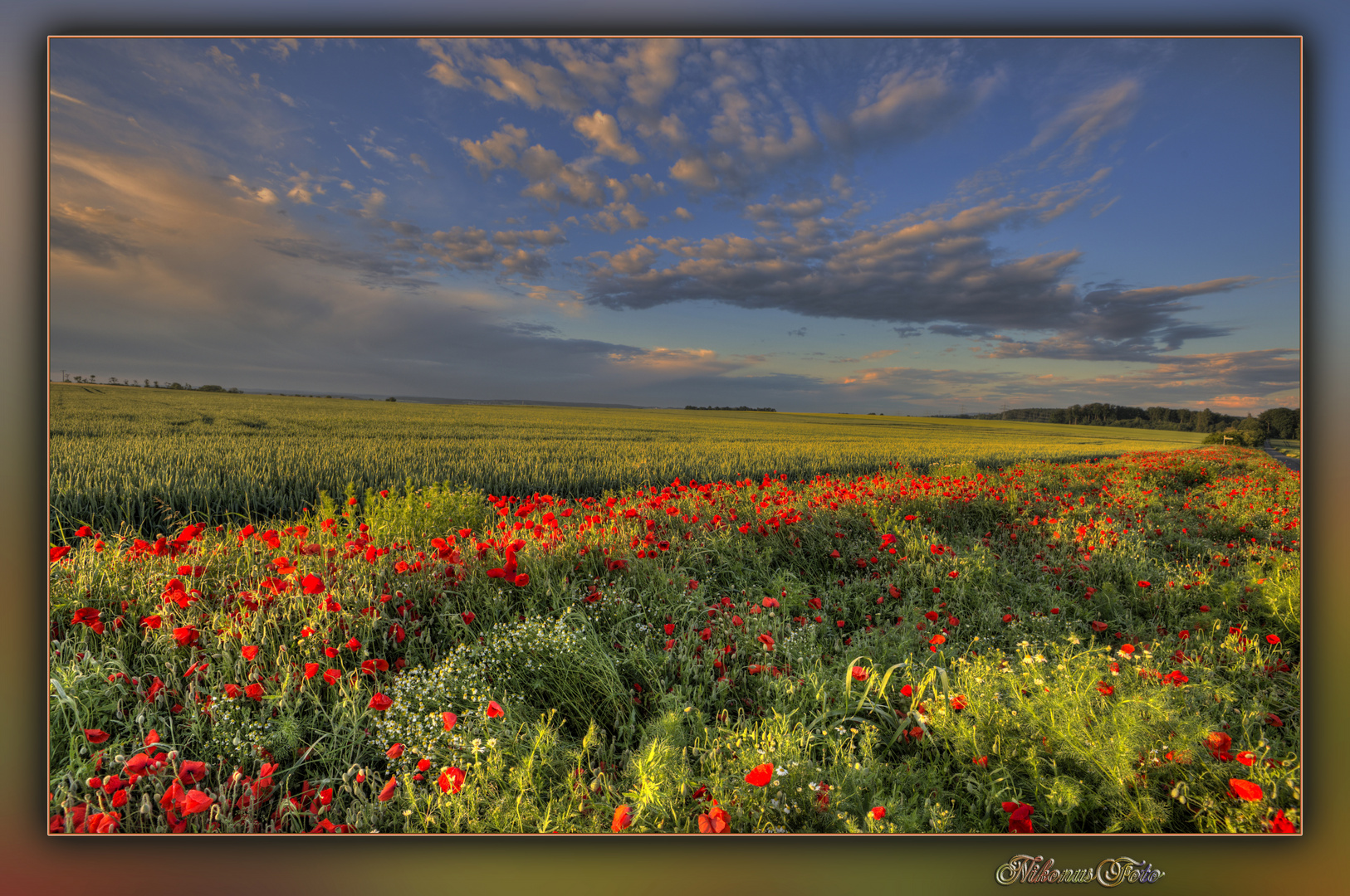 der Klatschmohn