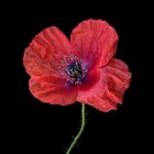 Der Klatschmohn am 13.11.2015