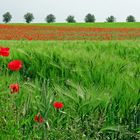 Der Klatschmohn blüht