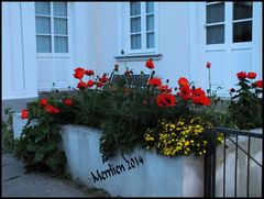 Der Klatschmohn blüht ....