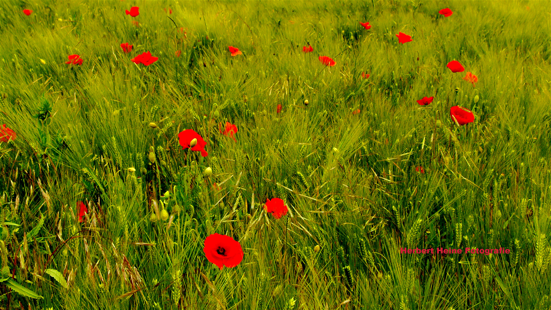 Der Klatschmohn blüht, in der Eifel.........im Juni 2018!