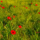 Der Klatschmohn blüht, in der Eifel.........im Juni 2018!