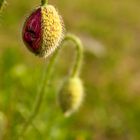 Der Klatschmohn blüht wieder auf den Äckern