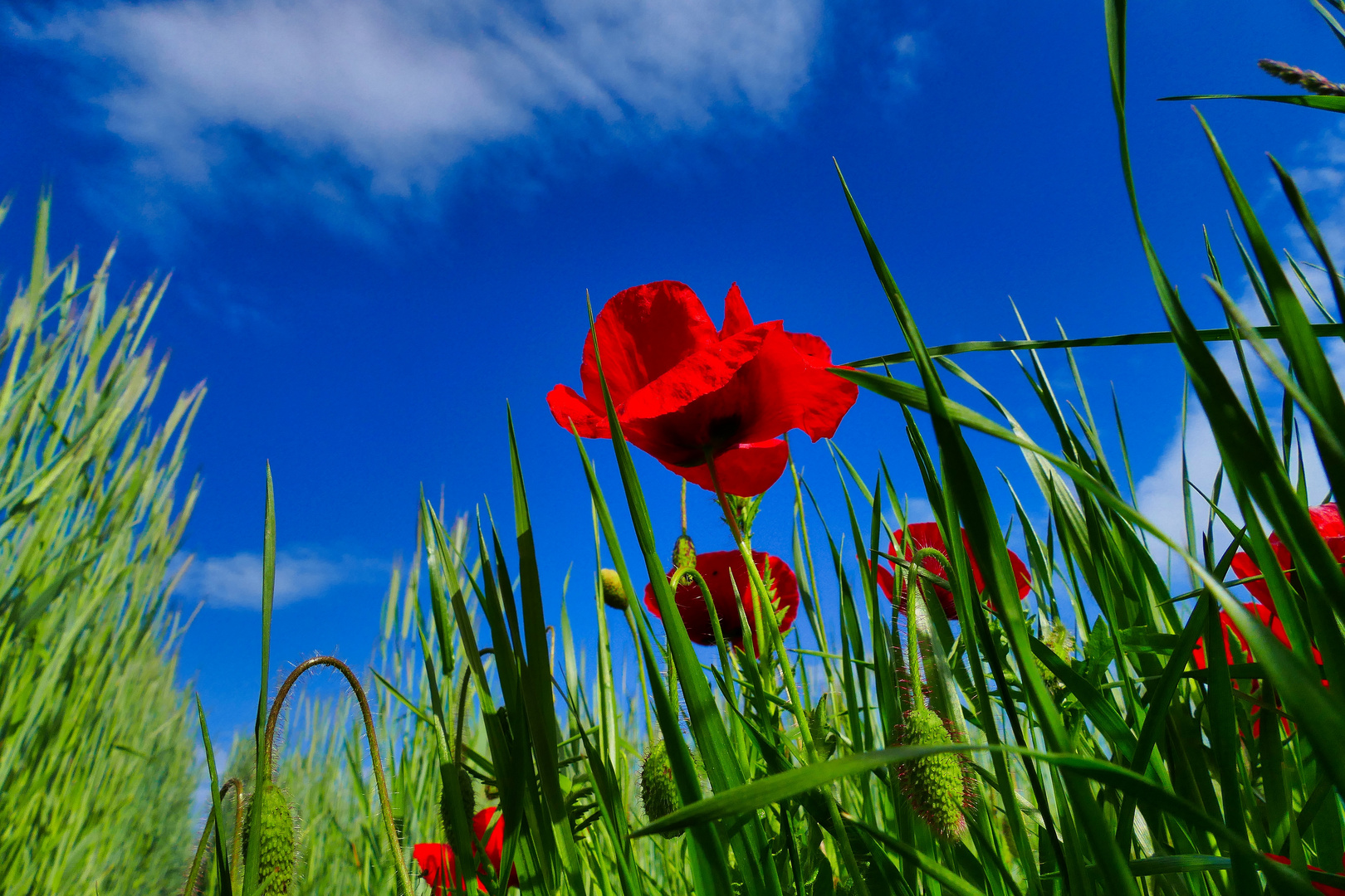 Der Klatschmohn