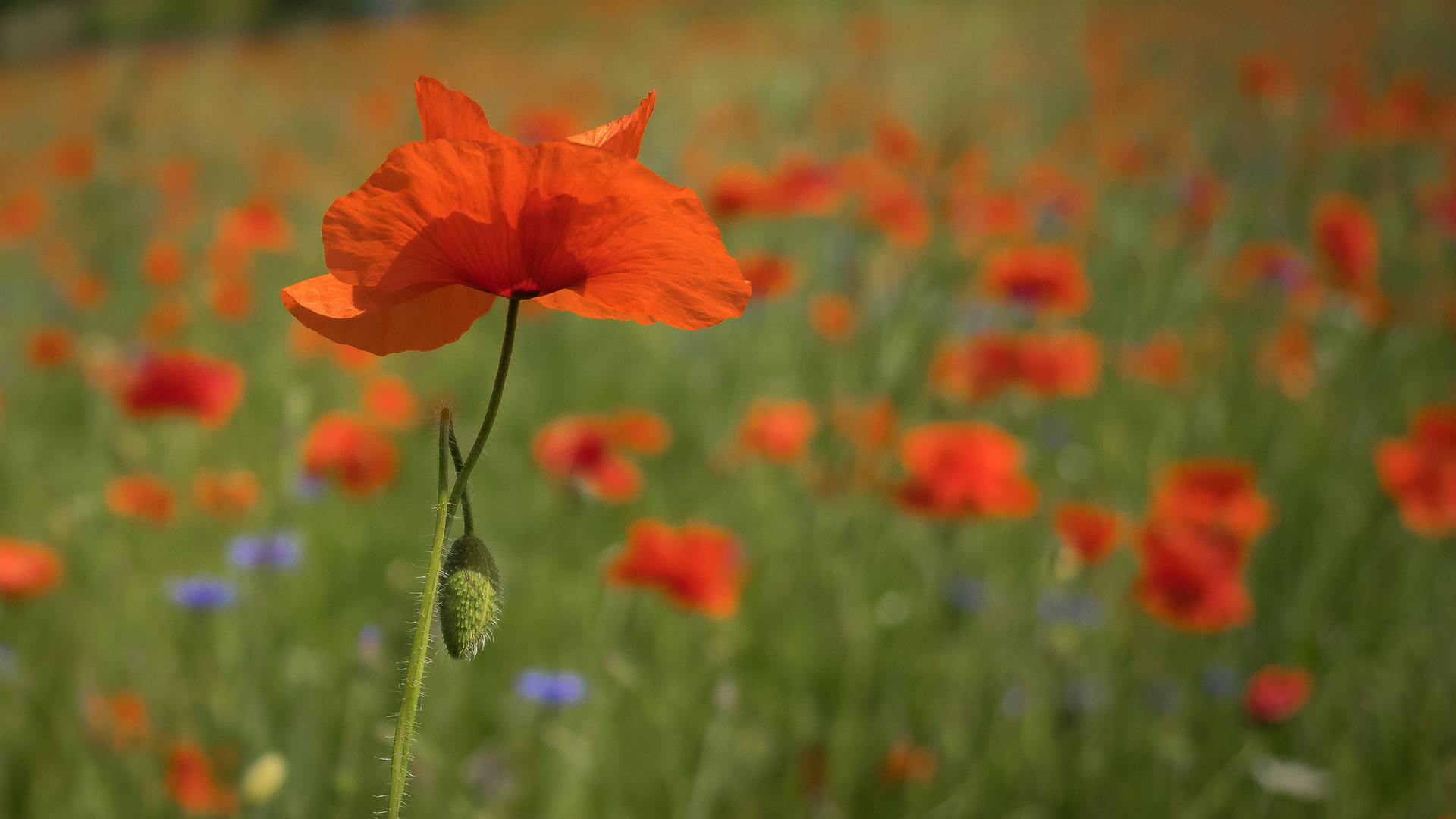 Der Klatschmohn...