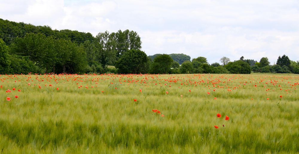 Der Klatschmohn... by Bisyv 