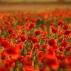 Der Klatschmohn im Kornfeld