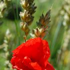 Der Klatschmohn im Roggen