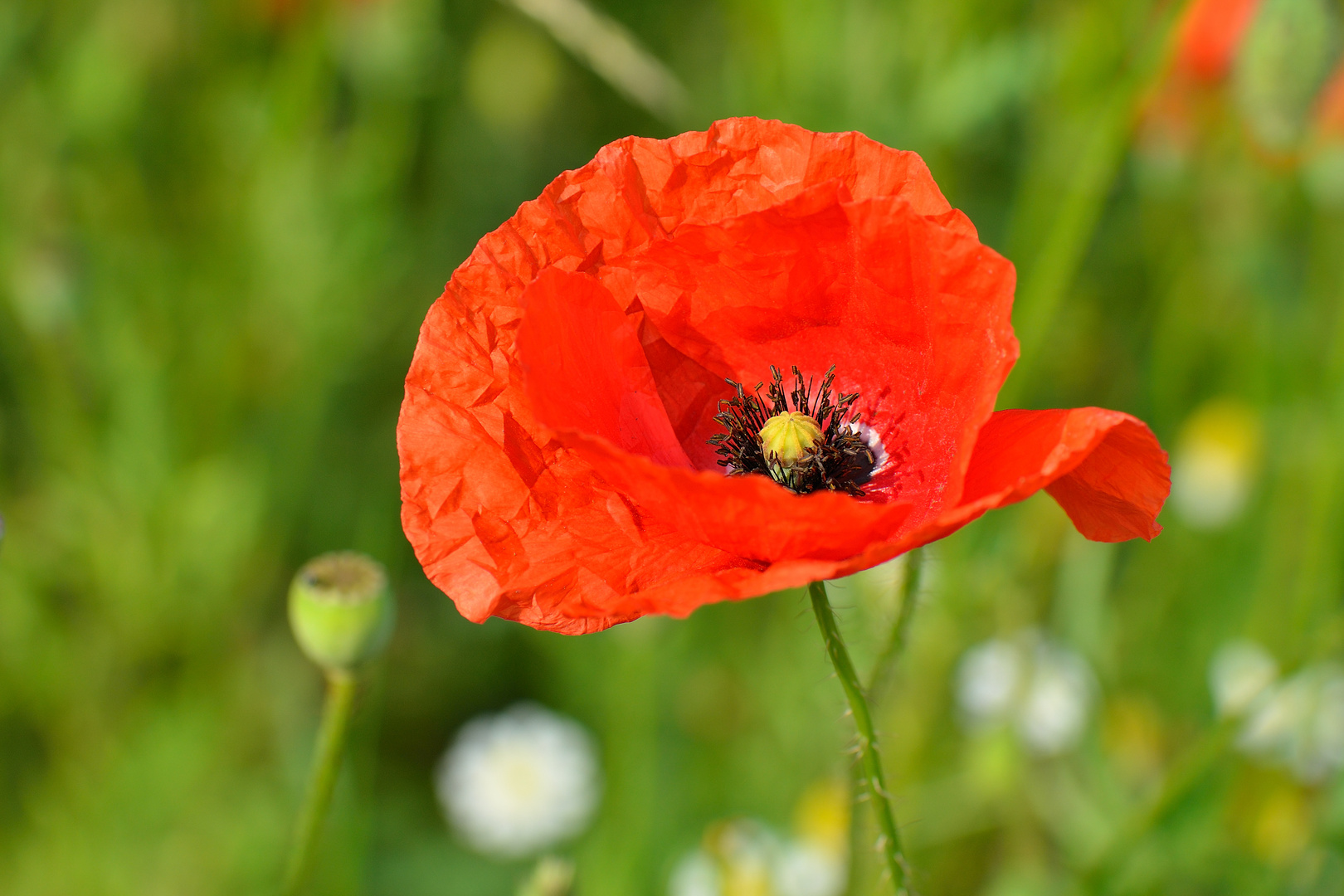 Der Klatschmohn (Papaver rhoeas)